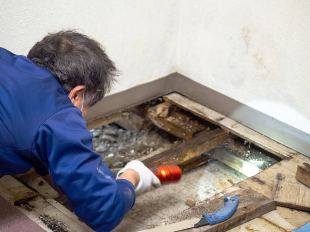 Best Insurance-Related Mold Remediation in Bridgeport, WV