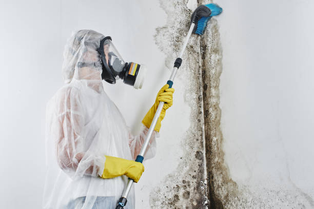 Best Attic Mold Remediation in Bridgeport, WV
