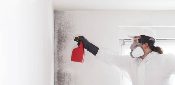 Best Residential Mold Remediation in Bridgeport, WV
