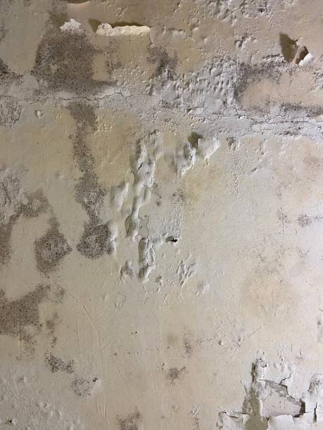 Best Mold Testing and Inspection Services in Bridgeport, WV
