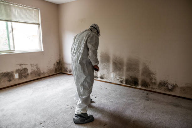 Best Black Mold Remediation in Bridgeport, WV