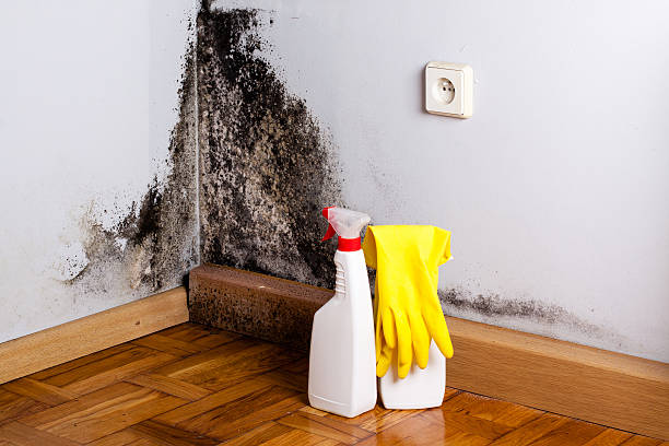 Best Post-Flood Mold Remediation in Bridgeport, WV
