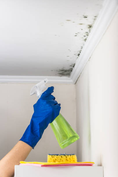 Trusted Bridgeport, WV Mold Remediation Experts