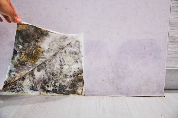 Best Basement Mold Remediation in Bridgeport, WV